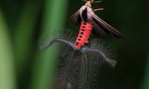 Con “quái vật” gây bão mạng xã hội nhiều ngày mà không ai biết nó là gì