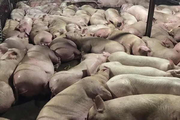 Heo bị tiêm thuốc an thần nằm la liệt
