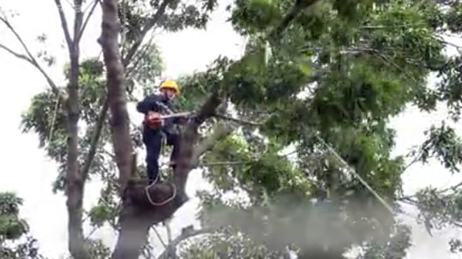 Đốn hạ loạt cây xanh để làm cầu nối trung tâm Sài Gòn với quận 2