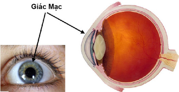Bộ phận đặc biệt trên cơ thể, bị thương cũng không chảy máu