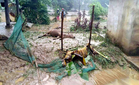 Tang thương bao trùm miền tây Yên Bái