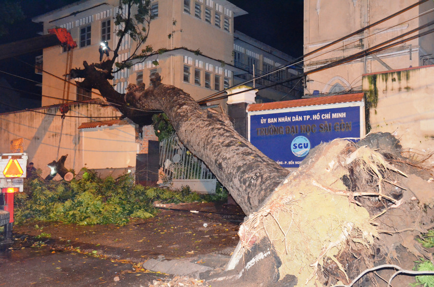 Cổ thụ bật gốc đổ đè tường trường đại học Sài Gòn