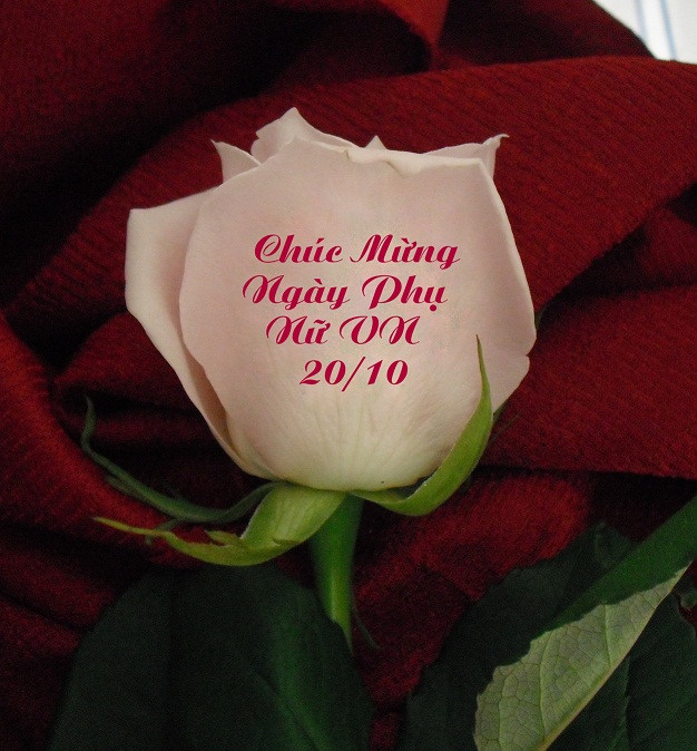 500.000 đồng một bông hoa 'biết nói' ở Sài Gòn