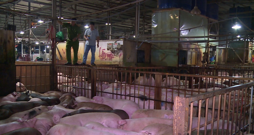 Hàng nghìn con heo bị tiêm thuốc an thần.