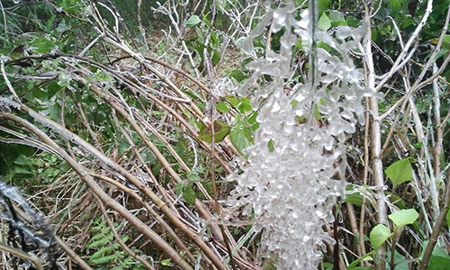 Băng giá sáng nay ở Fansipan. Ảnh: Nguyễn Viết Ma