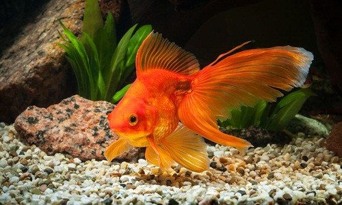 Cá vàng sống sót mà không cần oxy để thở trong nhiều tháng mùa đông. Ảnh: Inquisitr.