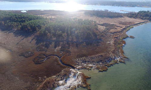 Thủy triều tháng 10/2015 giết chết nhiều cây thông gần Yorktown, Virginia. Ảnh: AP.