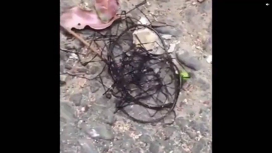 Côn trùng lạ như bó dây thép gai nghi sinh vật ngoài hành tinh ở Đài Loan