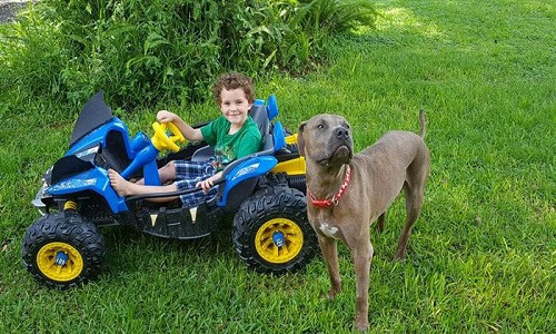 Chó Slyer bảo vệ bé trai Zayden trước con rắn dữ. Ảnh: Today.