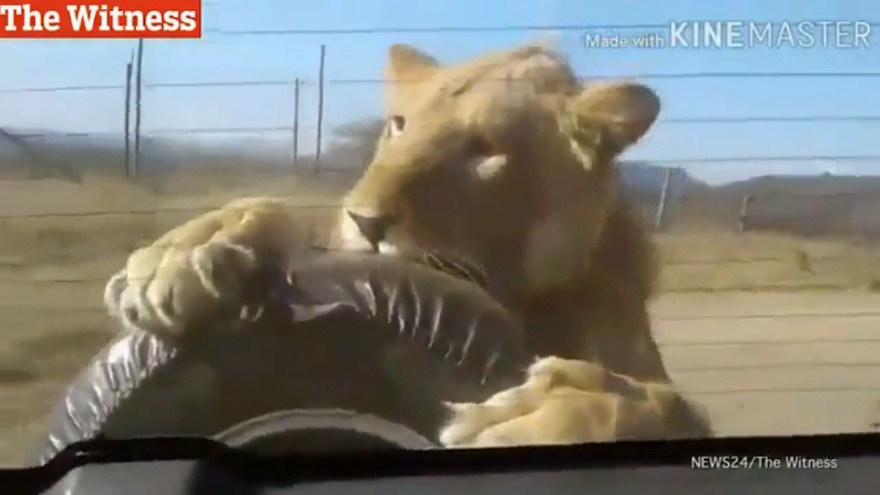 Thót tim cảnh sư tử treo mình sau ôtô dọa người