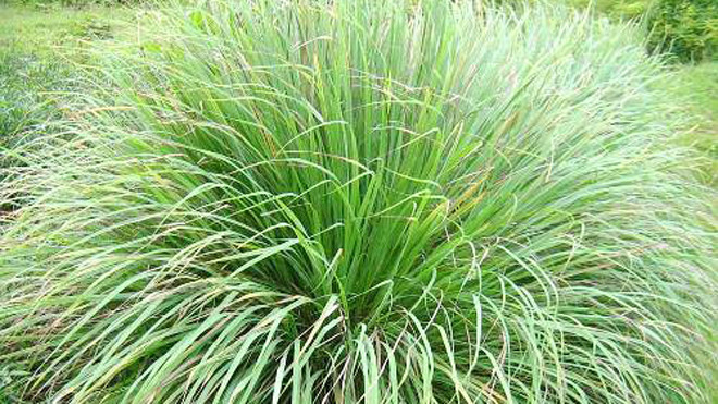 Cây sả trồng xung quanh nhà giúp xua đuổi muỗi và côn trùng. Ảnh: java.