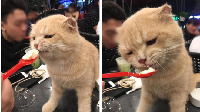 Thú cưng còn được chủ sẵn sàng bón kem, cưng nựng như này. Nguồn: Facebook.