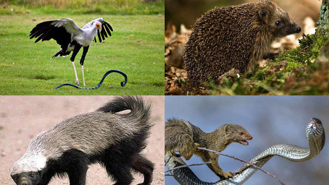 Những loài vật khắc tinh của rắn 