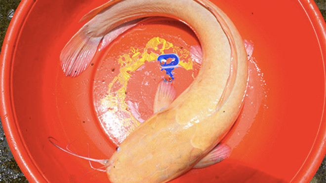 Cá trê "khủng" màu vàng rực được anh Hoàng Em câu bốn hôm trước. Ảnh: Hồng Duy.