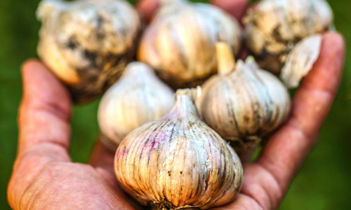 8 thực phẩm phòng và trị muỗi đốt hiệu quả