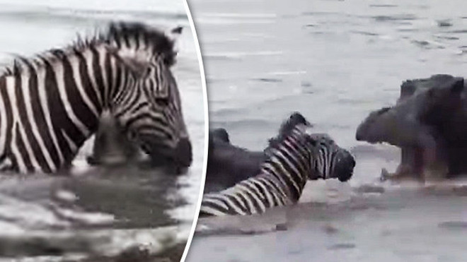 Cá sấu, ngựa vằn và hà mã cùng "tham chiến"