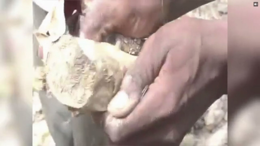 Loài cá có thể ngủ 4 năm trong kén để tránh hạn