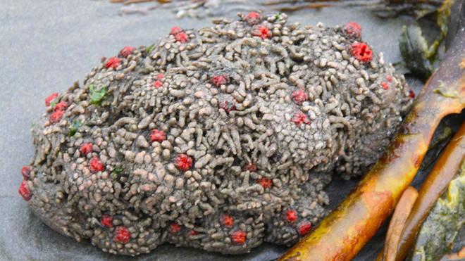 Ngỡ ngàng khi bị cắt ra “hòn đá” này đột nhiên chảy máu