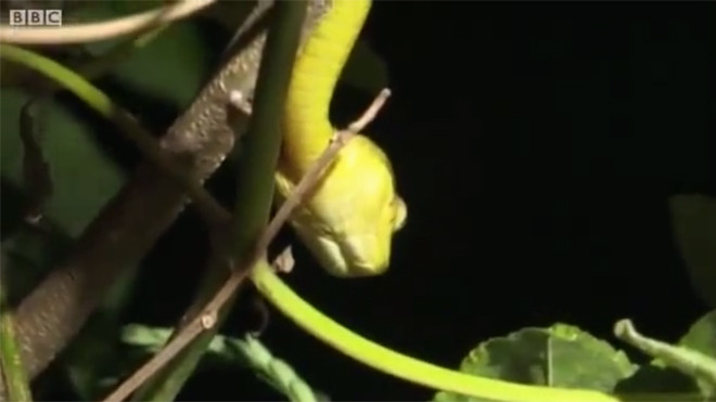 Kinh hãi rắn hoành hành khiến đảo Guam bặt tiếng chim