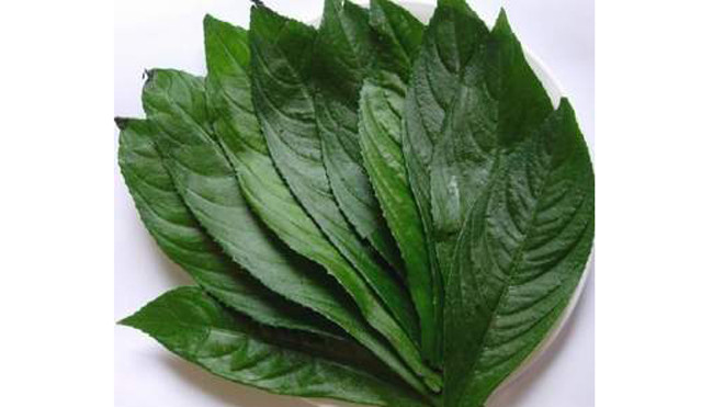 Lá xương sông trị ho tiêu đờm