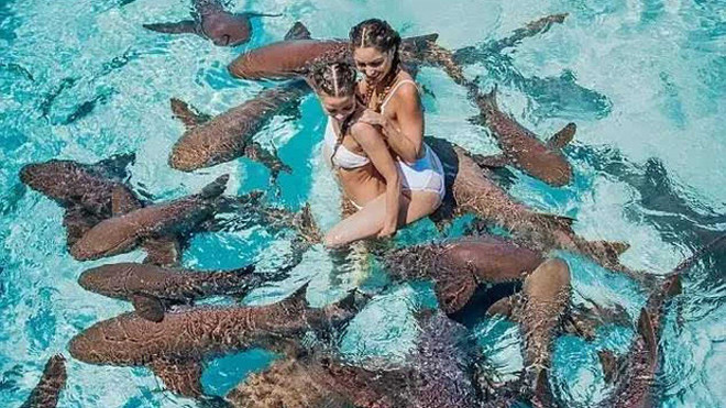 Đàn cá mập vây kín xung quanh hai người mẫu ảnh.