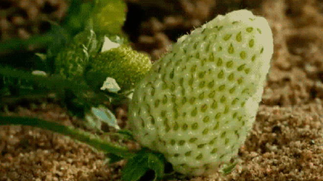 Đây là lí do lá cây bị sâu gặm nham nhở nhưng không bị ăn sạch