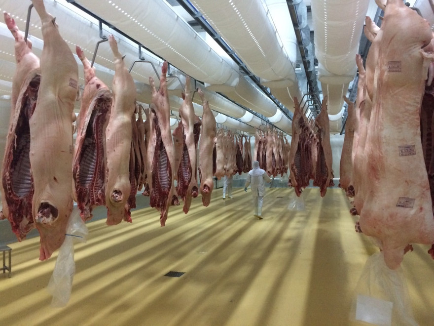 Heo được treo sạch sẽ trong phòng mát 0-40C