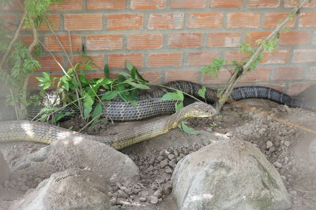 Sáng nay ngành chức năng sẽ đến làm việc với doanh nghiệp đang nuôi cặp rắn hổ mây "khủng" này để xử lí theo đúng quy định pháp luật.