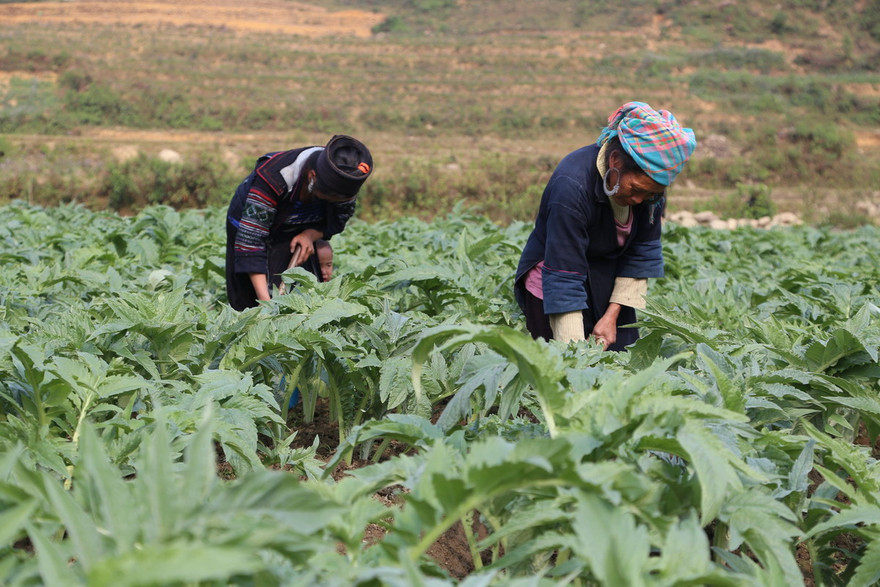 Vùng trồng Actiso của Traphaco tại SaPa đã góp phần thay đổi cuộc sống của đồng bào vùng cao.