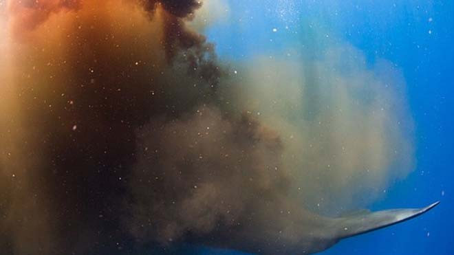 Ảnh: Caters News Agency