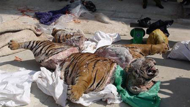 Cá thể hổ nặng hàng trăm kg bị xẻ thành 5 khúc.