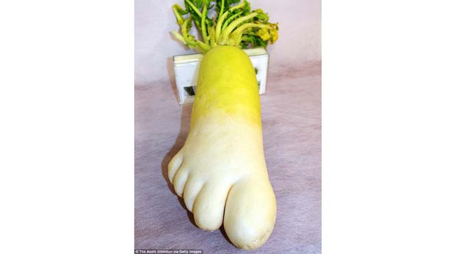 Củ cải với những "ngón chân" mũm mĩm, khiến bàn dân thiên hạ ngỡ ngàng