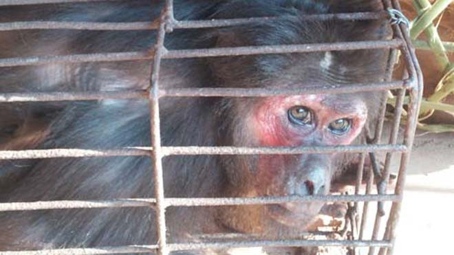 Một con khỉ còn sống. Ảnh: Hải Bình/ VnExpress