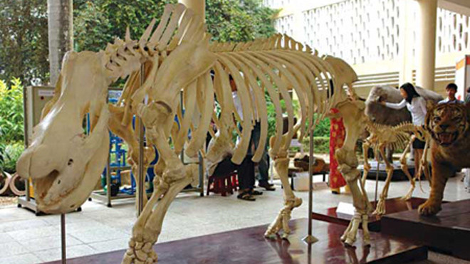 Việt Nam sẽ sớm có bảo tàng thiên nhiên ngay tại Hà Nội.