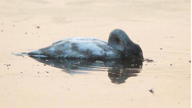 Xác thiên nga trên mặt nước. Ảnh: CEN