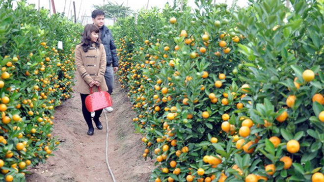 Vườn quất Tứ Liên sẵn sàng cho nhu cầu khách hàng dịp Tết. (Nguồn: TTXVN)