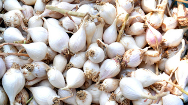 Tỏi cô đơn ở huyện đảo Lý Sơn hiện có giá đến 2 triệu đồng mỗi kg. Ảnh: Trí Tín/ VnExpress.