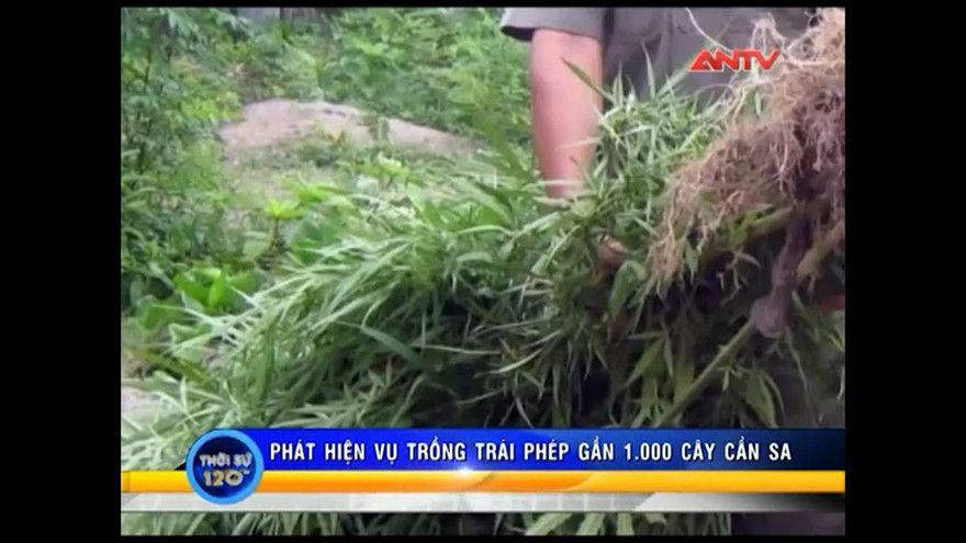 Cà Mau: Phát hiện gần 1.000 gốc cần sa trong vườn nhà dân