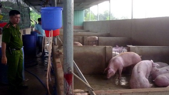 Lực lượng chức năng phát hiện nhiều thau, ống... bơm nước vào heo. Ảnh: Hoàng Trường