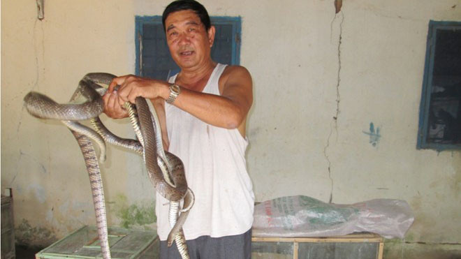 Trước đây, rắn thương phẩm loại từ 3 đến 5 kg/con được bán với giá hơn 1 triệu đồng/kg nay giảm xuống còn 400.000 đồng/kg nhưng thương lái rất hạn chế mua. Ảnh: Kim Thoa.