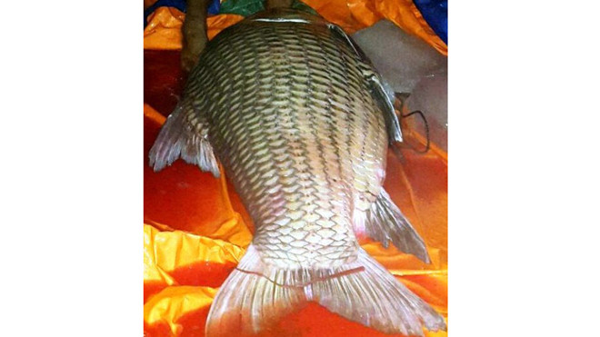 Con cá hô 110 kg được đưa về TP HCM. Ảnh: H.D