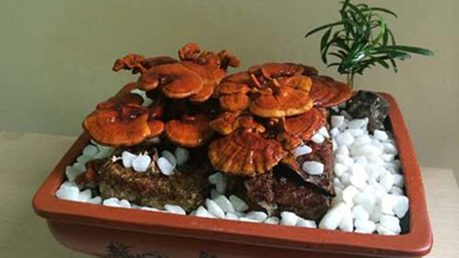 Tùy vào mỗi thế mà các chậu nấm linh chi sẽ có mức giá khác nhau, từ 700.000 đồng đến gần chục triệu đồng