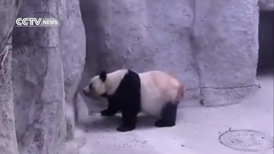 Gấu trúc nhảy múa cực kỳ điêu luyện