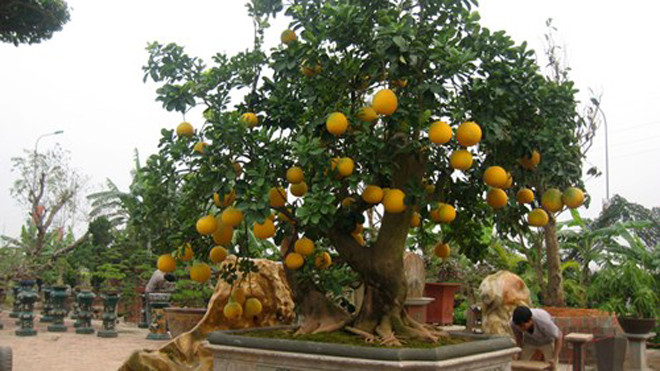 Chậu bưởi cảnh trị giá gần 100 triệu của nghệ nhân Chu Mạnh Hùng được đặt tại vườn cảnh ở Phúc Thọ (Sơn Tây- Hà Nội). 