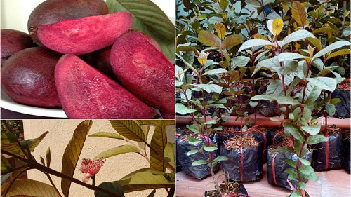 Cây giống ổi tím lạ mắt được bán trên thị trường. 