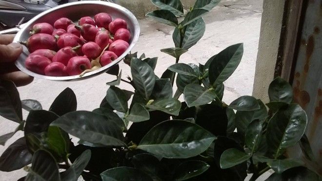 Chậu hải đường có nụ hoa gắn bằng nhựa được khách hàng mua về với giá 80.000 đồng. Theo chia sẻ của nhiều chủ hàng, hải đường là loại cây bị "làm giả" nhiều nhất năm nay.y. Ảnh: NVCC. 