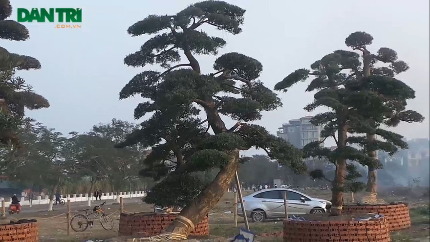 [VIDEO] Cây tùng trăm tuổi chào giá bạc tỷ ở Hà Nội