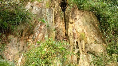 Gốc cây gỗ đăng bị chặt