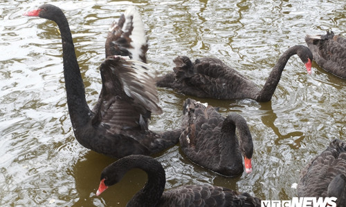 Đàn thiên nga được thả ở Hồ Gươm.