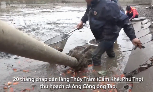 Lội bùn bắt cá 'táo quân' thu 300 triệu đồng